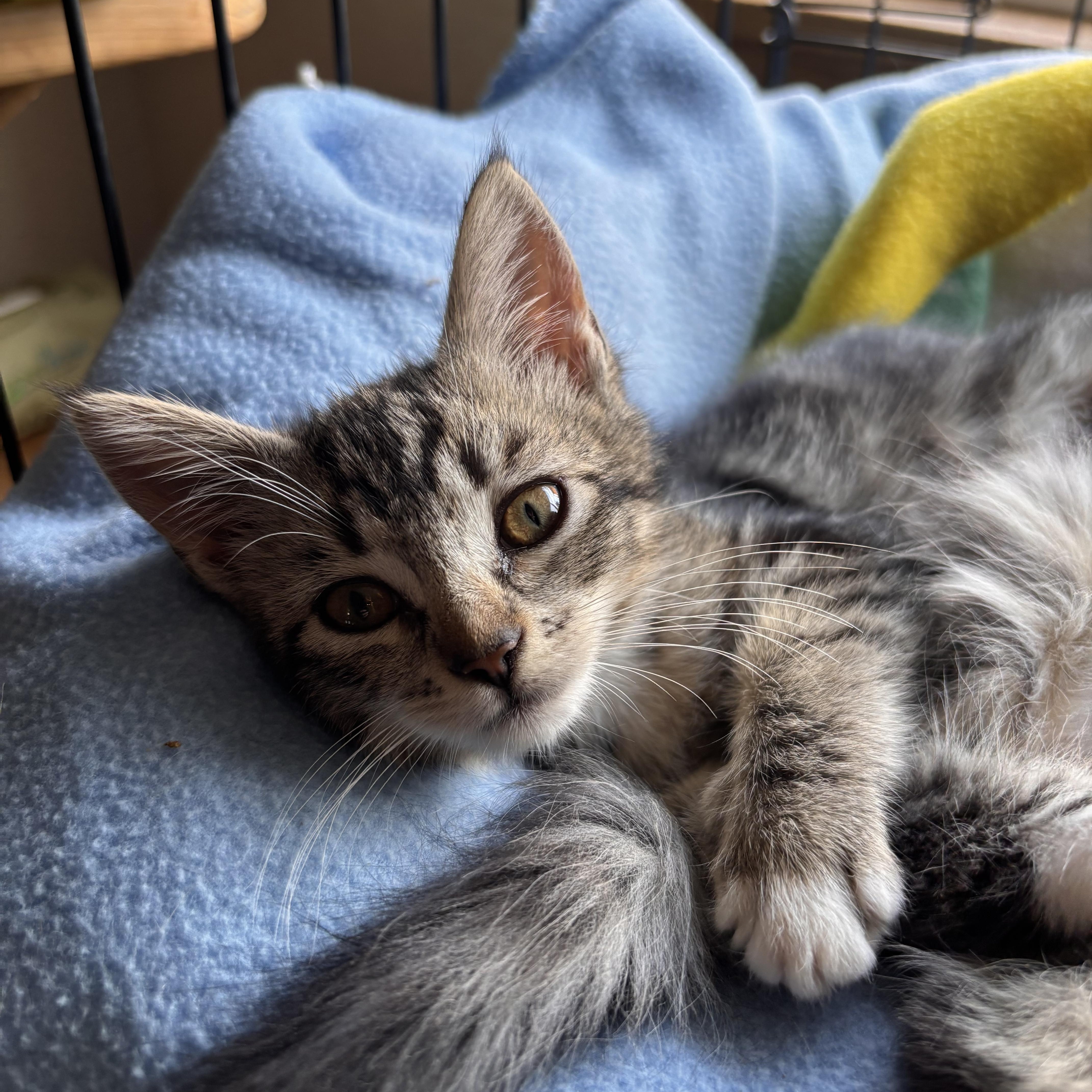 Enlarge Dolly, a Adoptable mixed breed in Renton, WA image 3/6