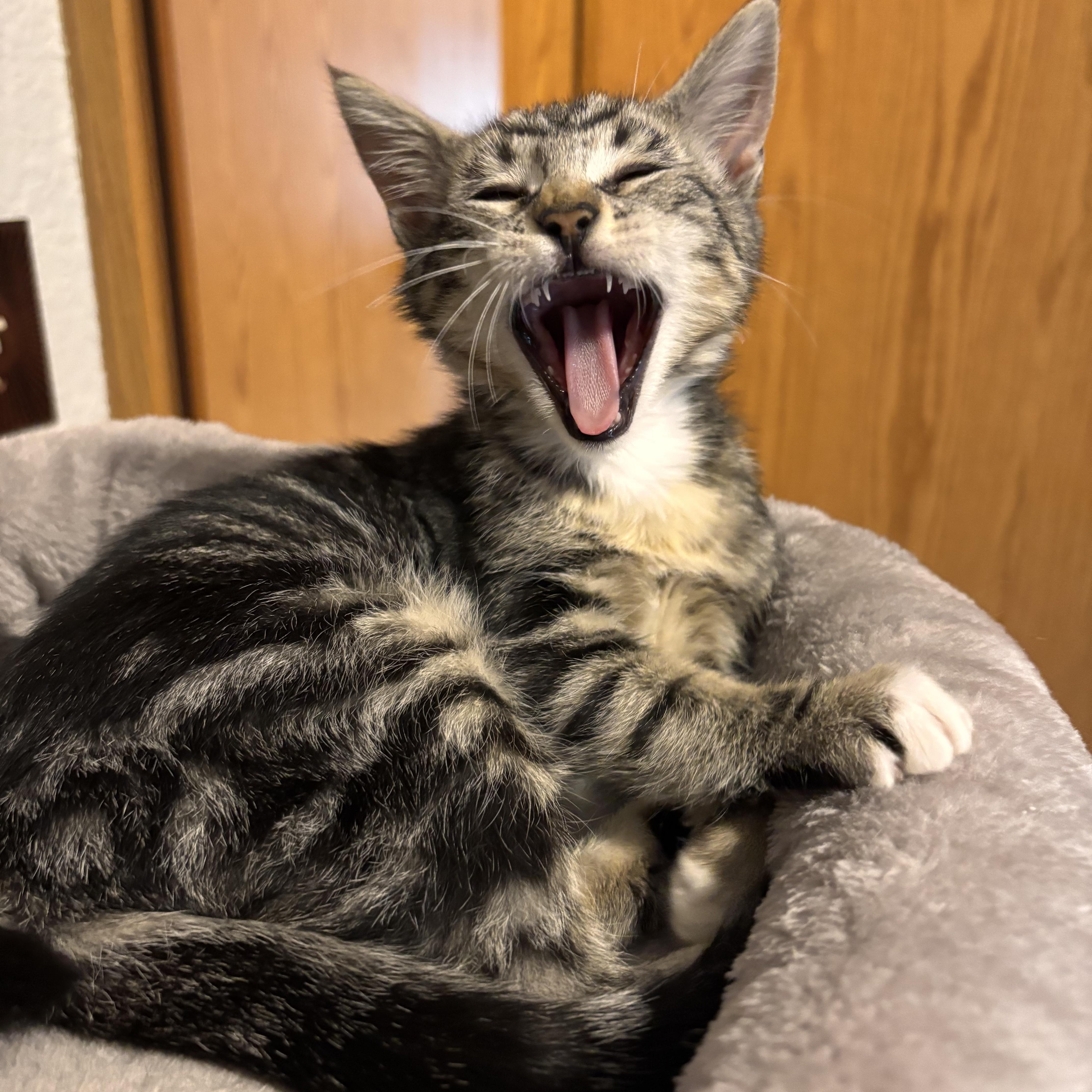 Enlarge Dolly, a Adoptable mixed breed in Renton, WA image 5/6