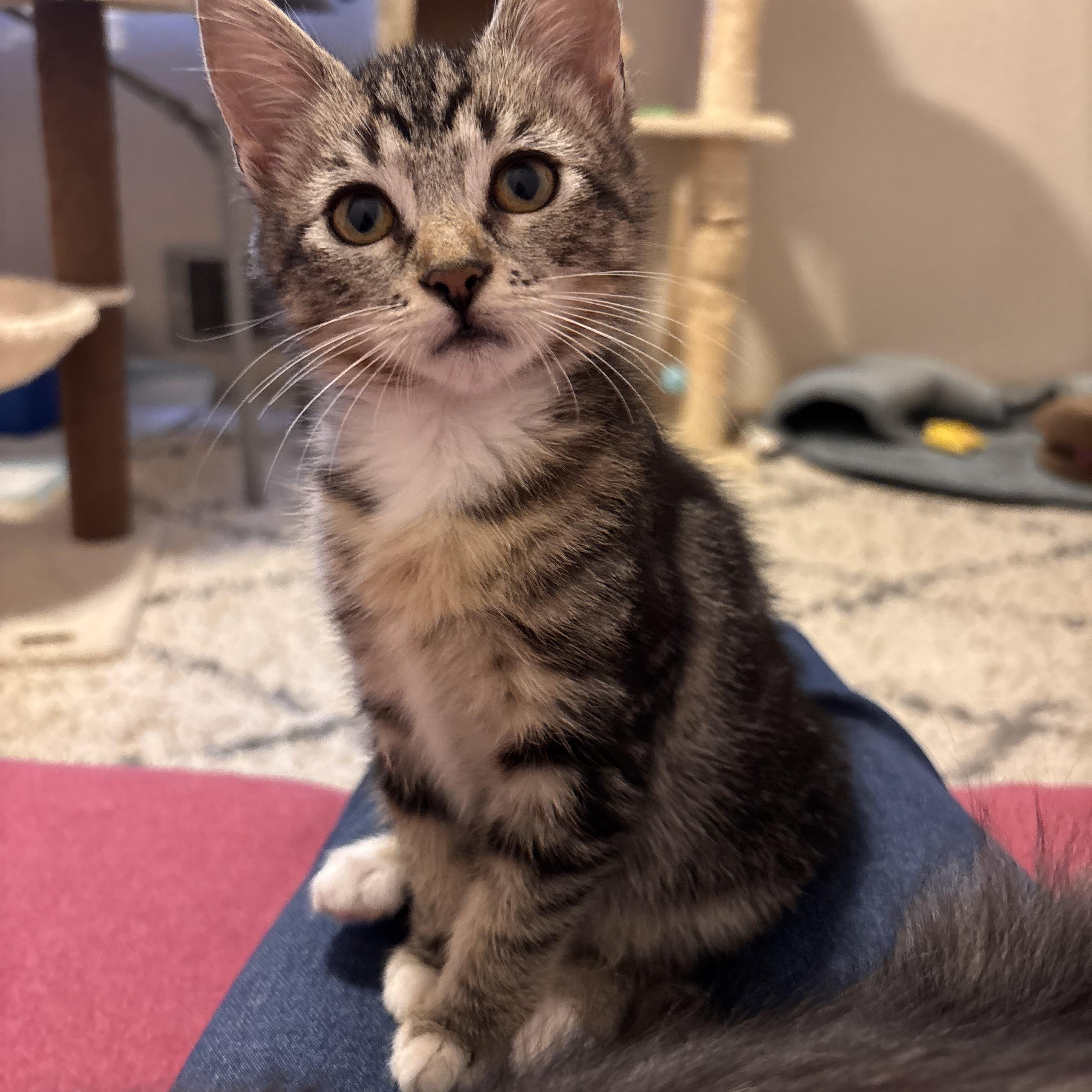 Dolly, Adoptable, Kitten Female Domestic Short Hair.