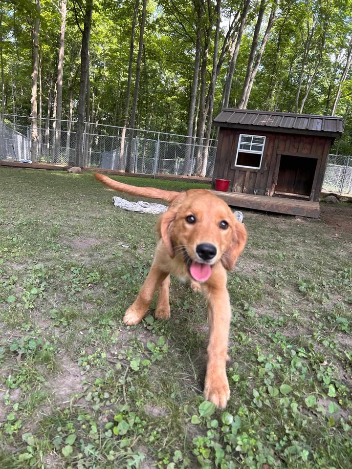 Sweetness, a Adopted Golden Retriever in Addison, ON image 1/3