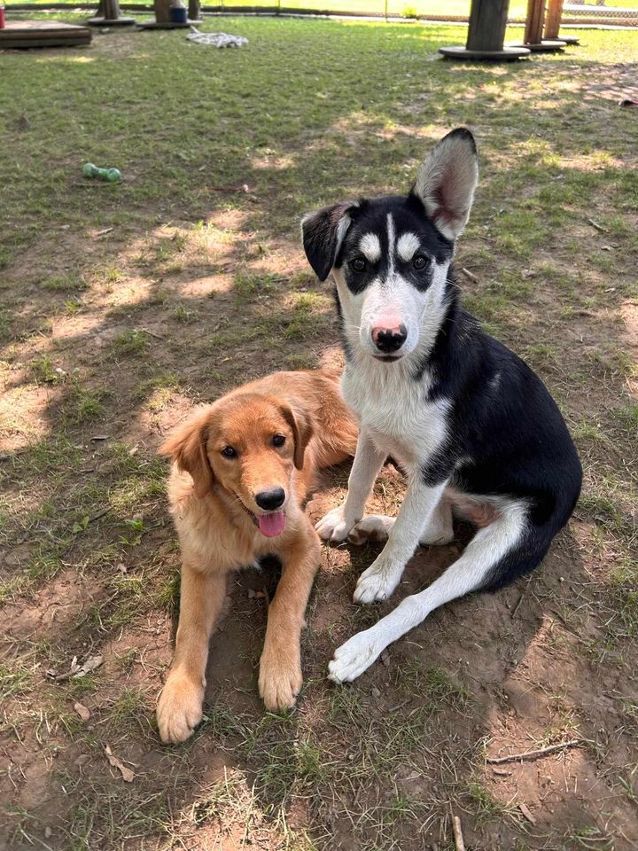Sweetness, a Adopted Golden Retriever in Addison, ON image 3/3