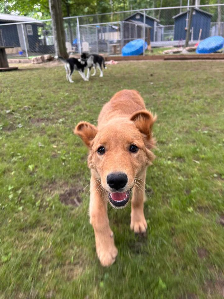 Sweetness, a Adopted Golden Retriever in Addison, ON image 2/3