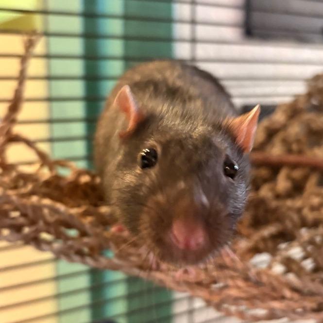 Enlarge Harry, a Adoptable Rat in South Burlington, VT image 1/6