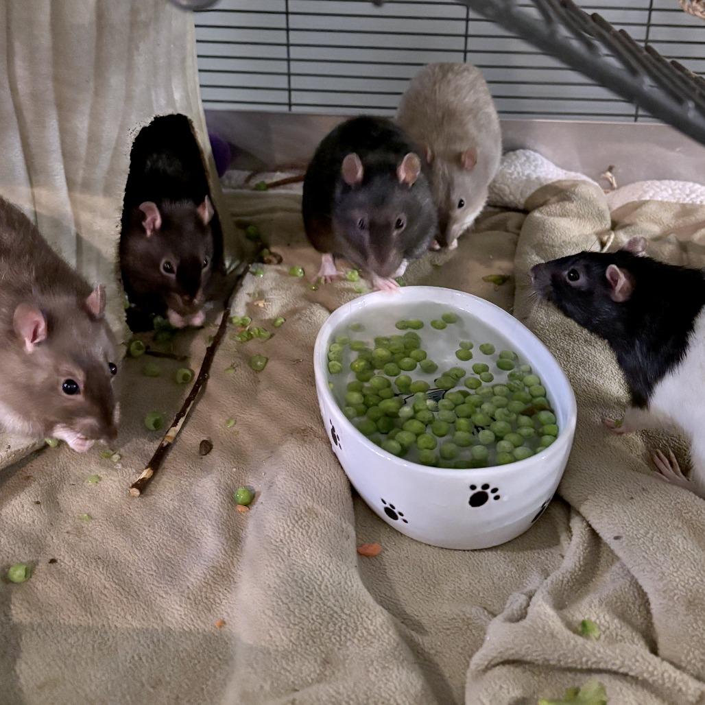 Enlarge Harry, a Adoptable Rat in South Burlington, VT image 2/6