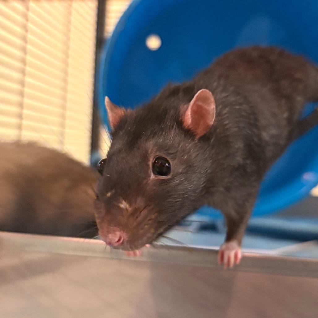 Enlarge Harry, a Adoptable Rat in South Burlington, VT image 3/6