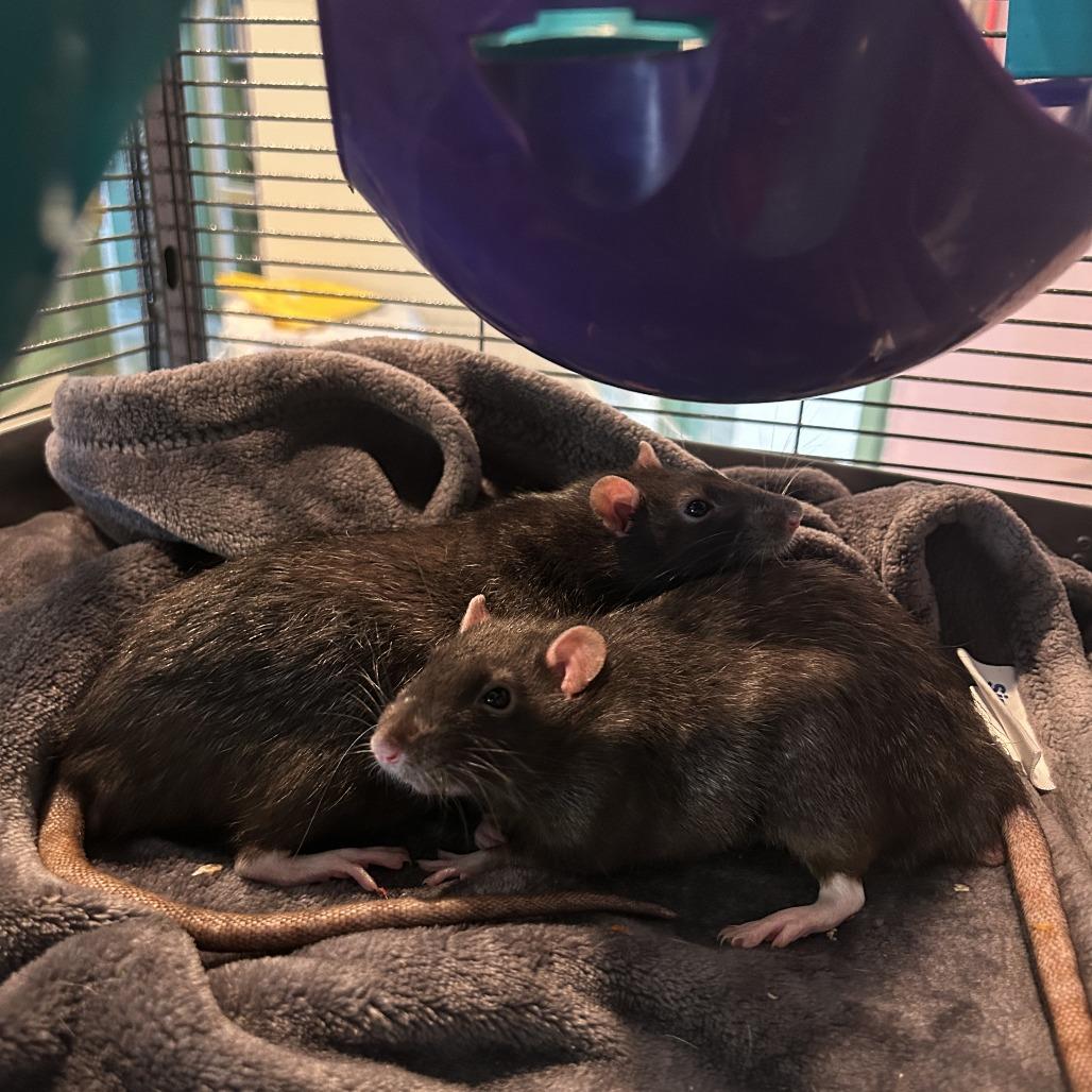 Enlarge Harry, a Adoptable Rat in South Burlington, VT image 4/6