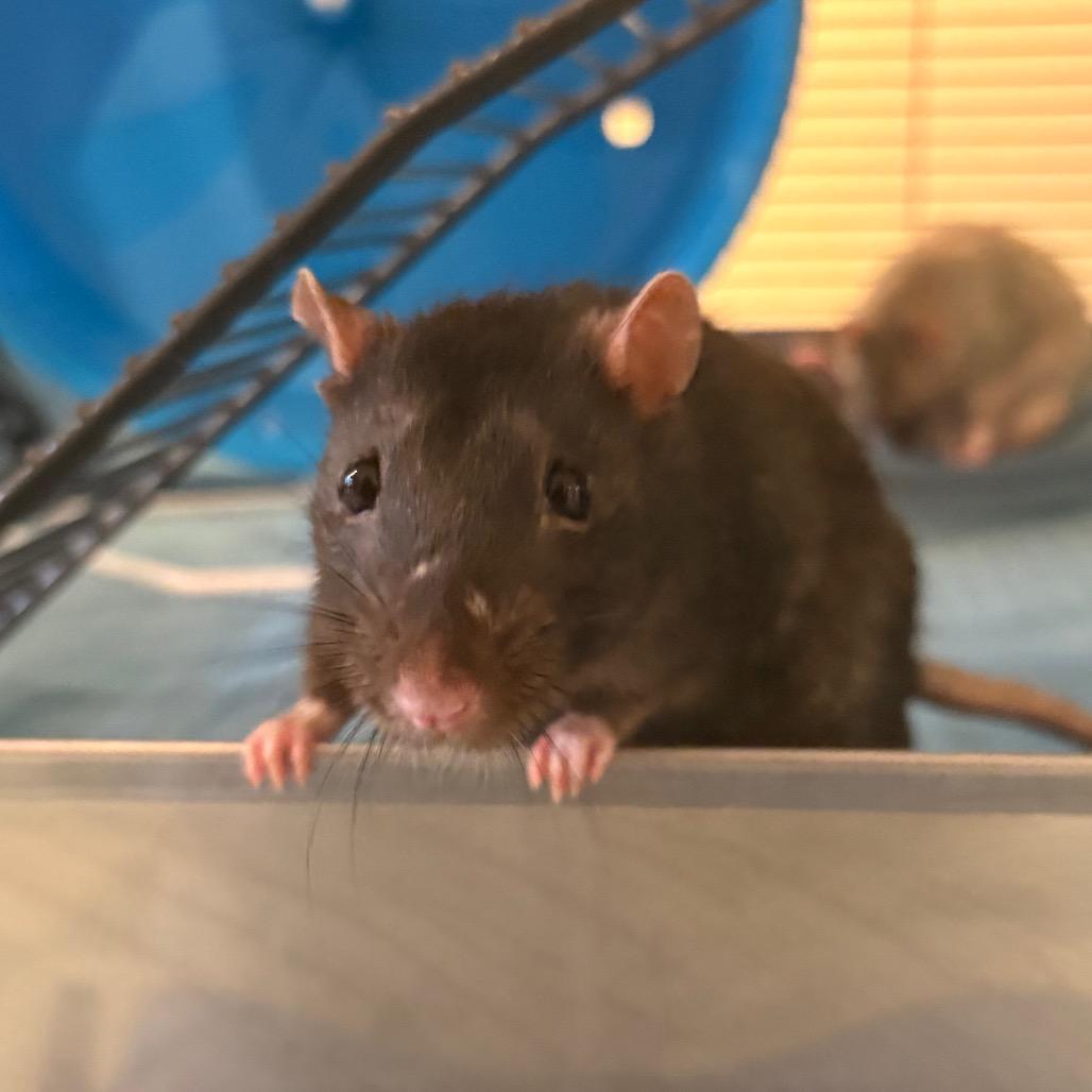 Enlarge Harry, a Adoptable Rat in South Burlington, VT image 5/6