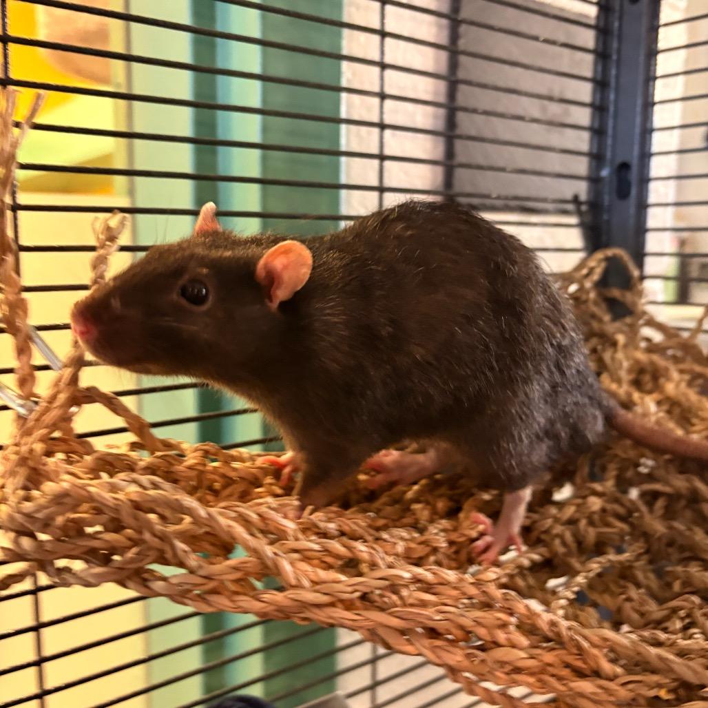 Enlarge Harry, a Adoptable Rat in South Burlington, VT image 6/6