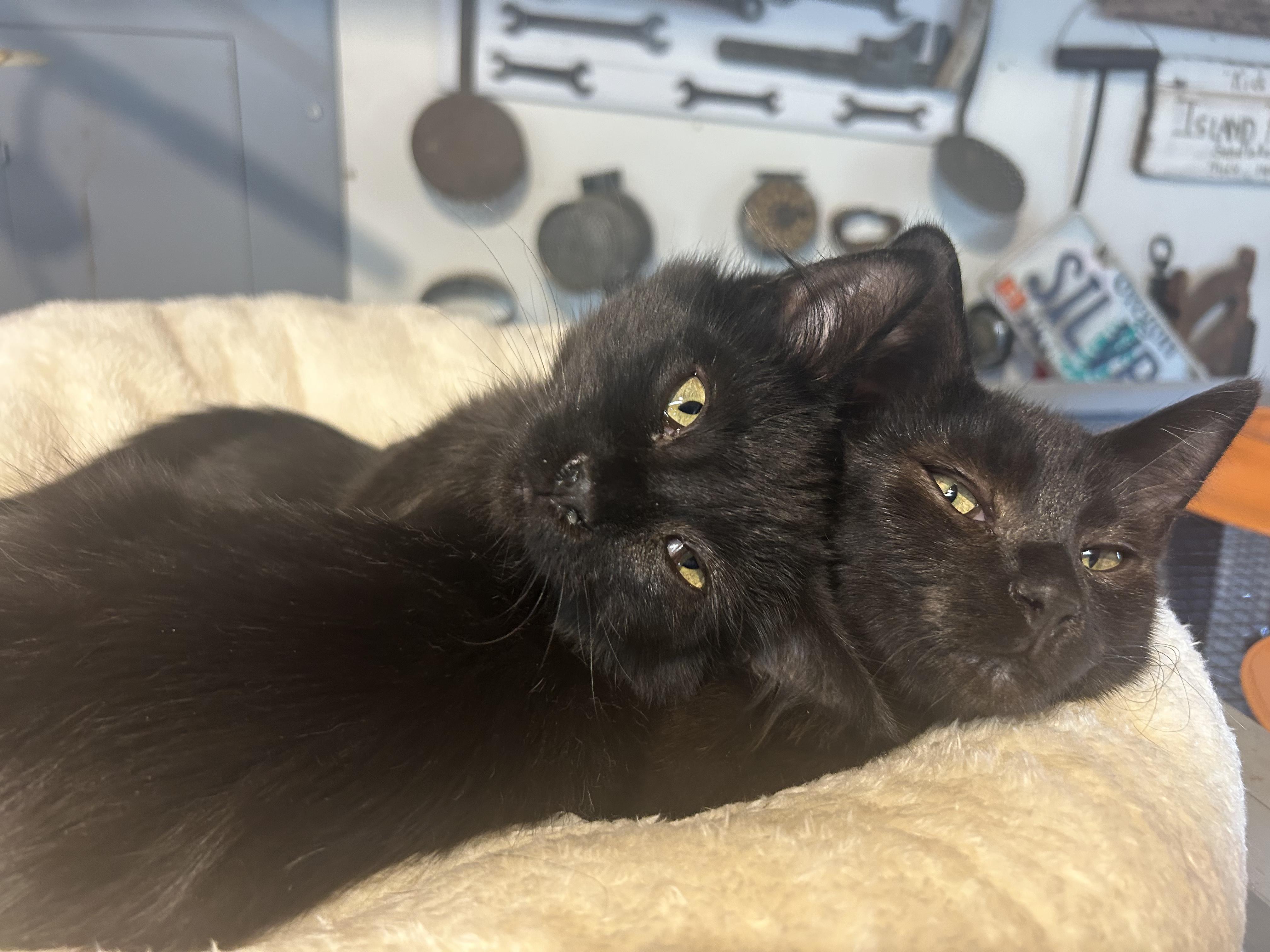 Basil & Lily, a bonded pair, Adoptable, Young Male Domestic Short Hair.