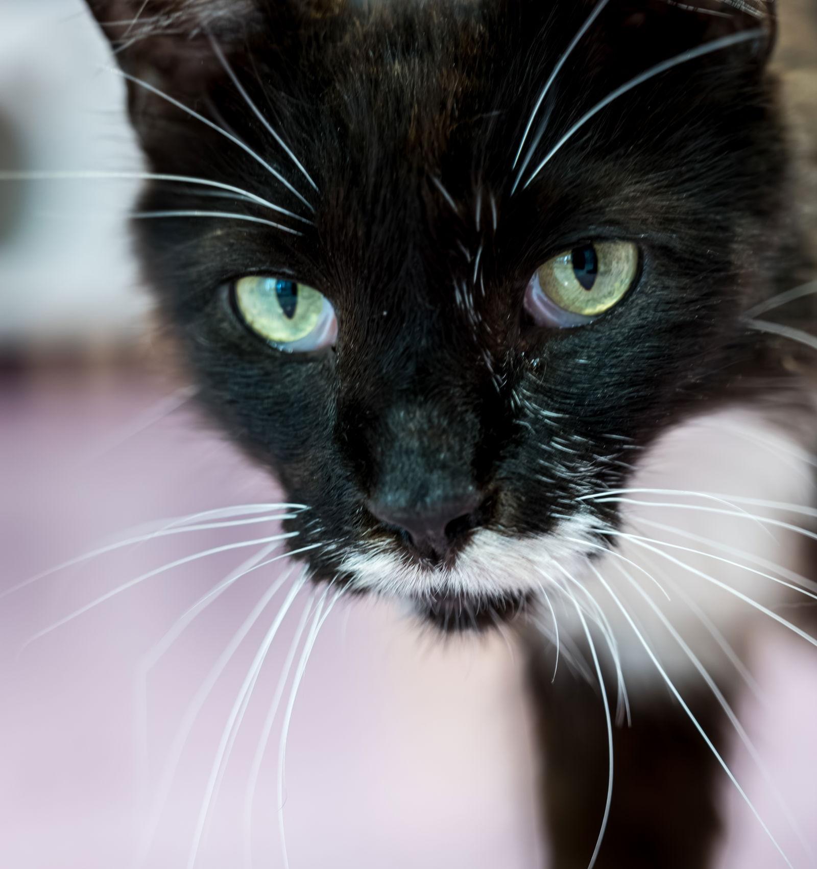 Canada  Kbc thumbnail 3