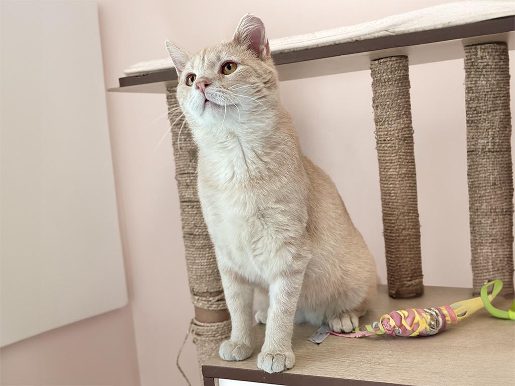 Ringo, an adopted Domestic Short Hair in Charles Town, WV image 3/3