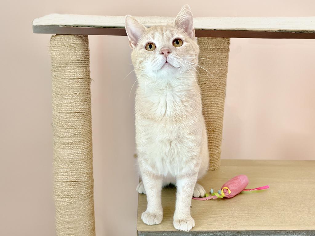 Ringo, an adopted Domestic Short Hair in Charles Town, WV image 1/3