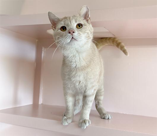 Ringo, an adopted Domestic Short Hair in Charles Town, WV image 2/3