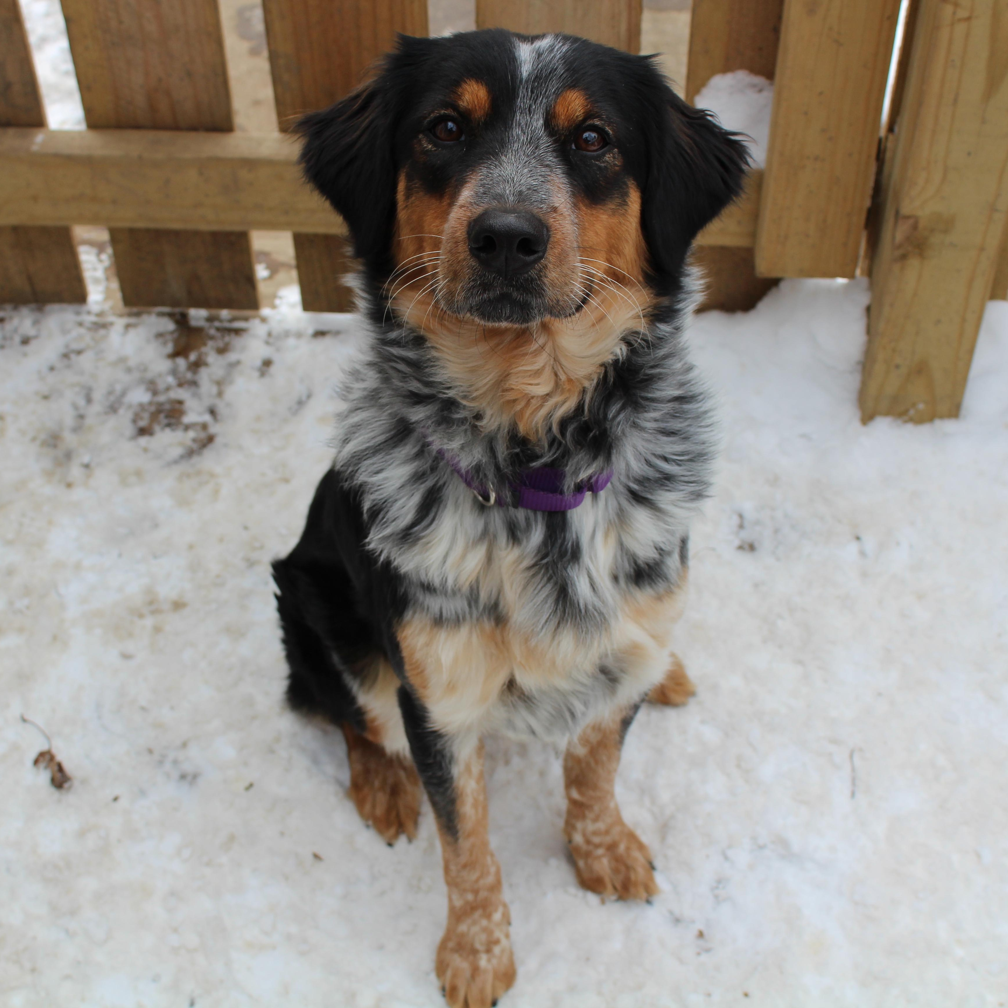 Maggie Moo, ADOPTABLE, Young Female Australian Shepherd.