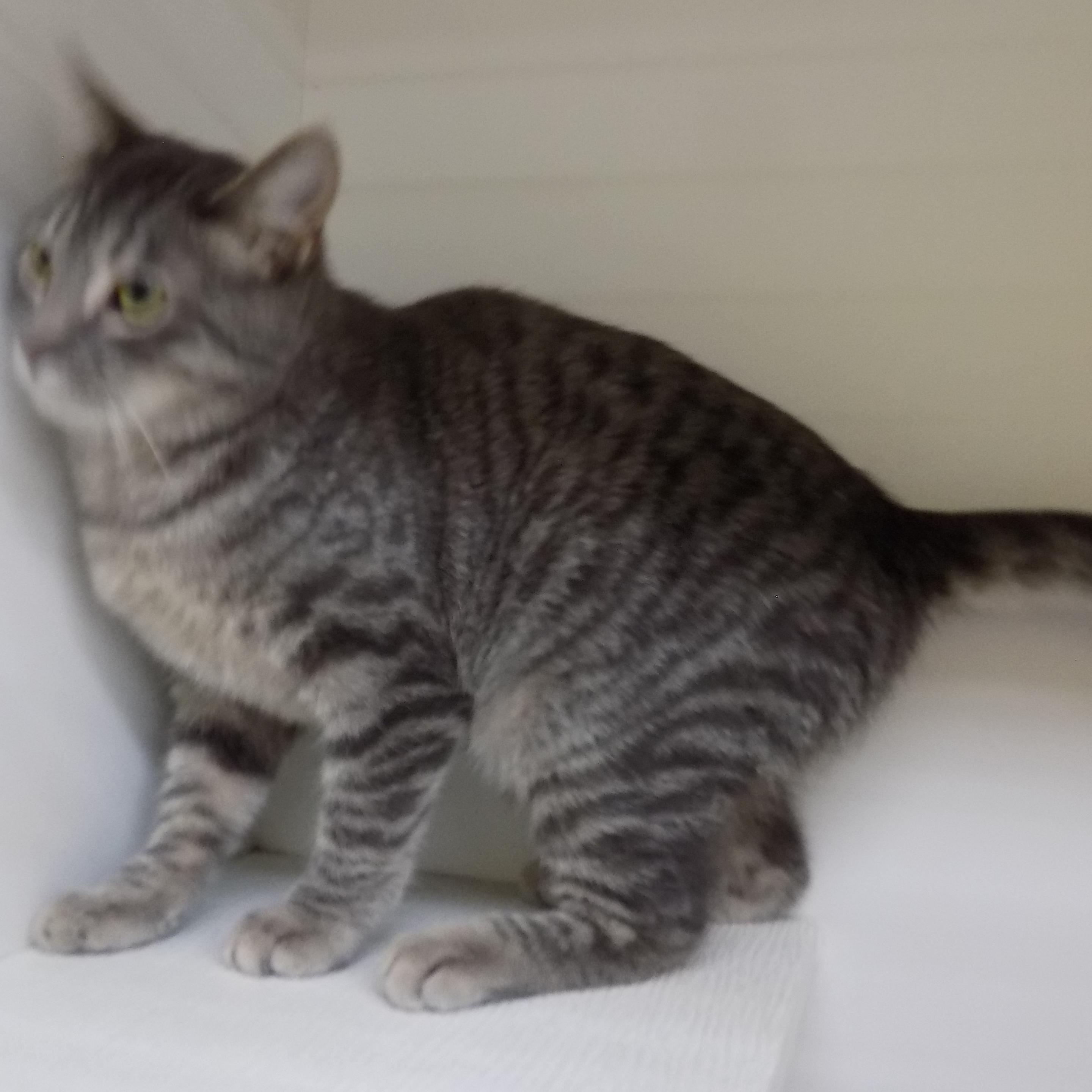 Enlarge Lady Bug, a ADOPTABLE Domestic Short Hair in Savanna, IL image 1/1