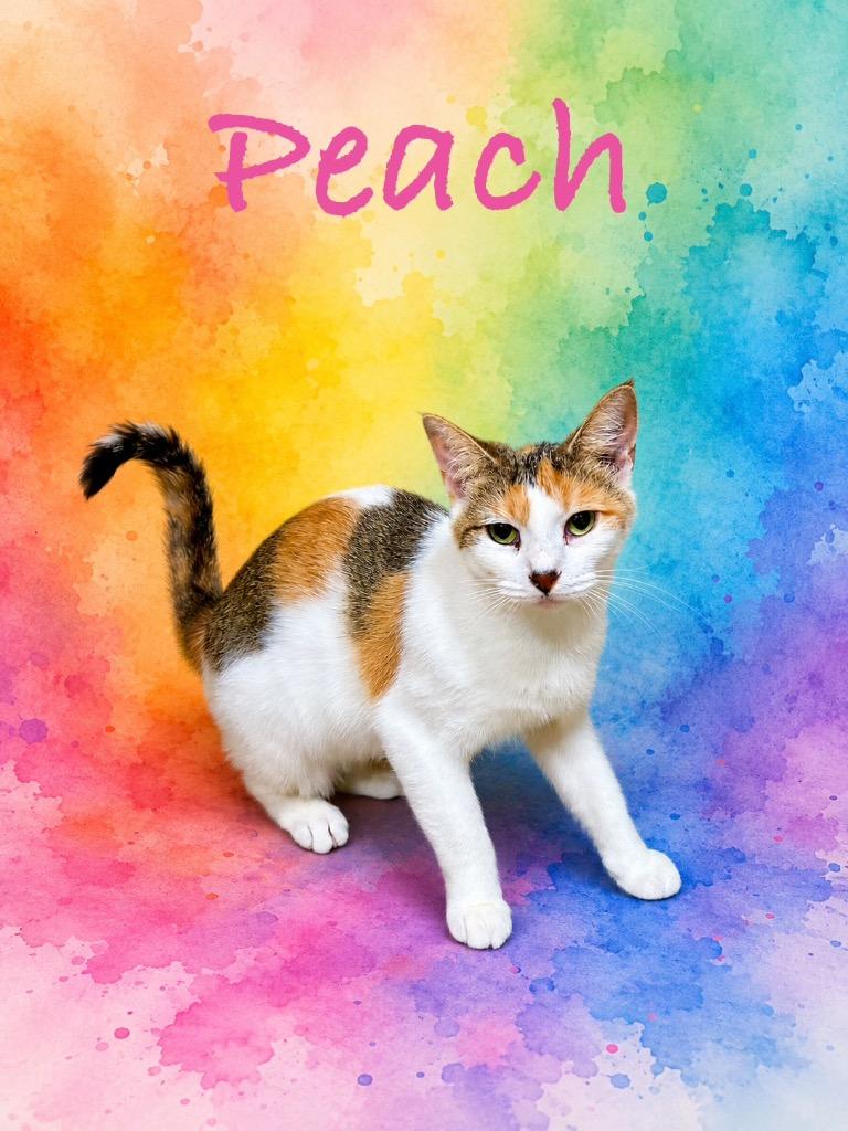 Peach, Adoptable, Young Female Domestic Short Hair.