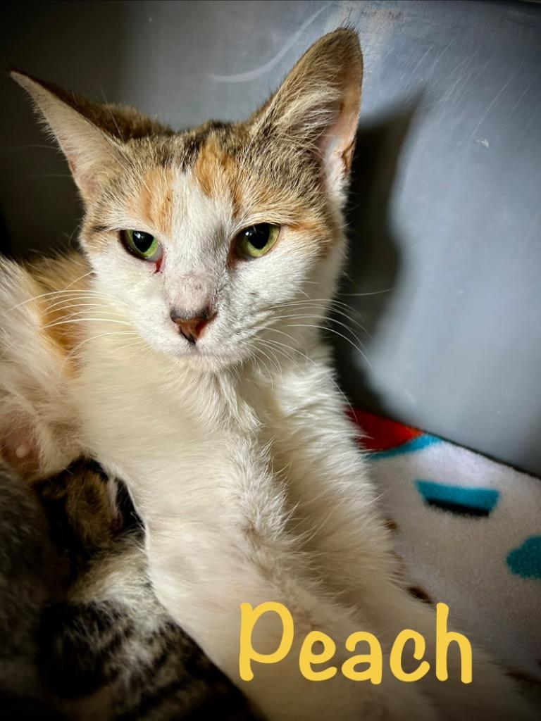 Enlarge Peach, a Adoptable mixed breed in West Union, OH image 1/1