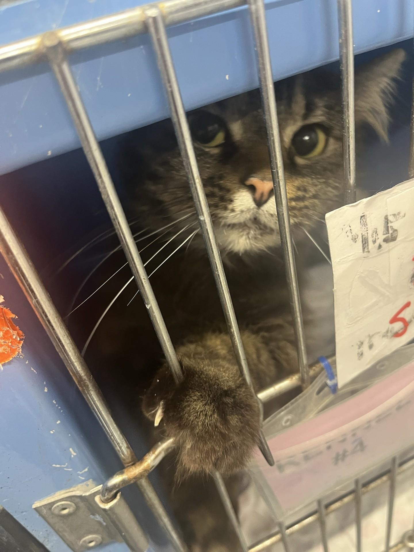 Enlarge Penny, an adopted Domestic Medium Hair in Morris, MN image 1/1