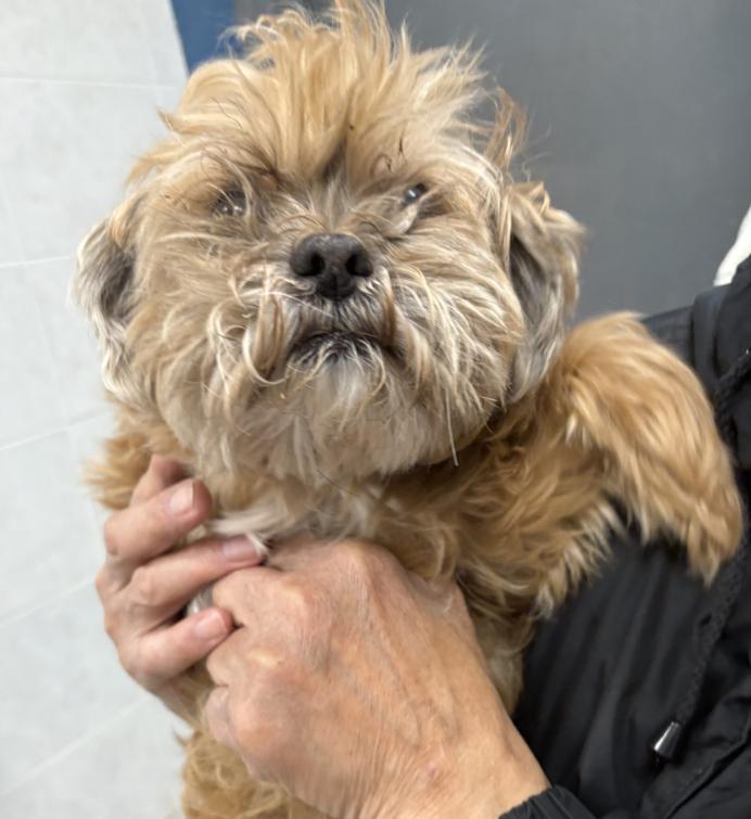 Enlarge Lucas, an adopted Shih Tzu in Chicago, IL image 1/1