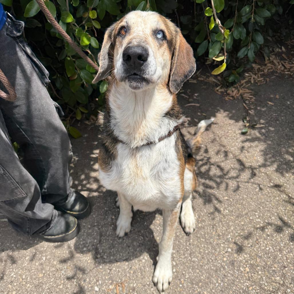 Enlarge Rowdy, a Adoptable mixed breed in Santa Barbara, CA image 1/6