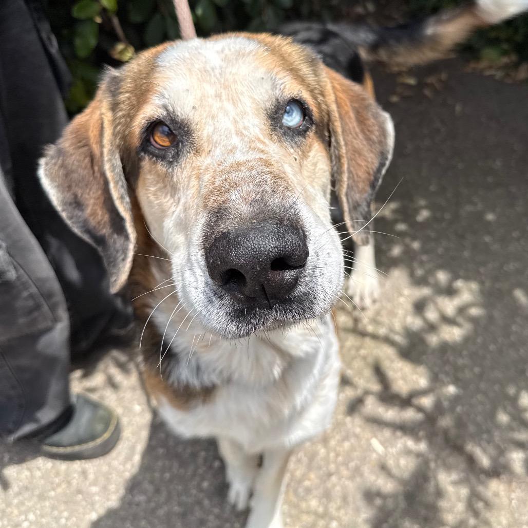 Enlarge Rowdy, a Adoptable mixed breed in Santa Barbara, CA image 2/6