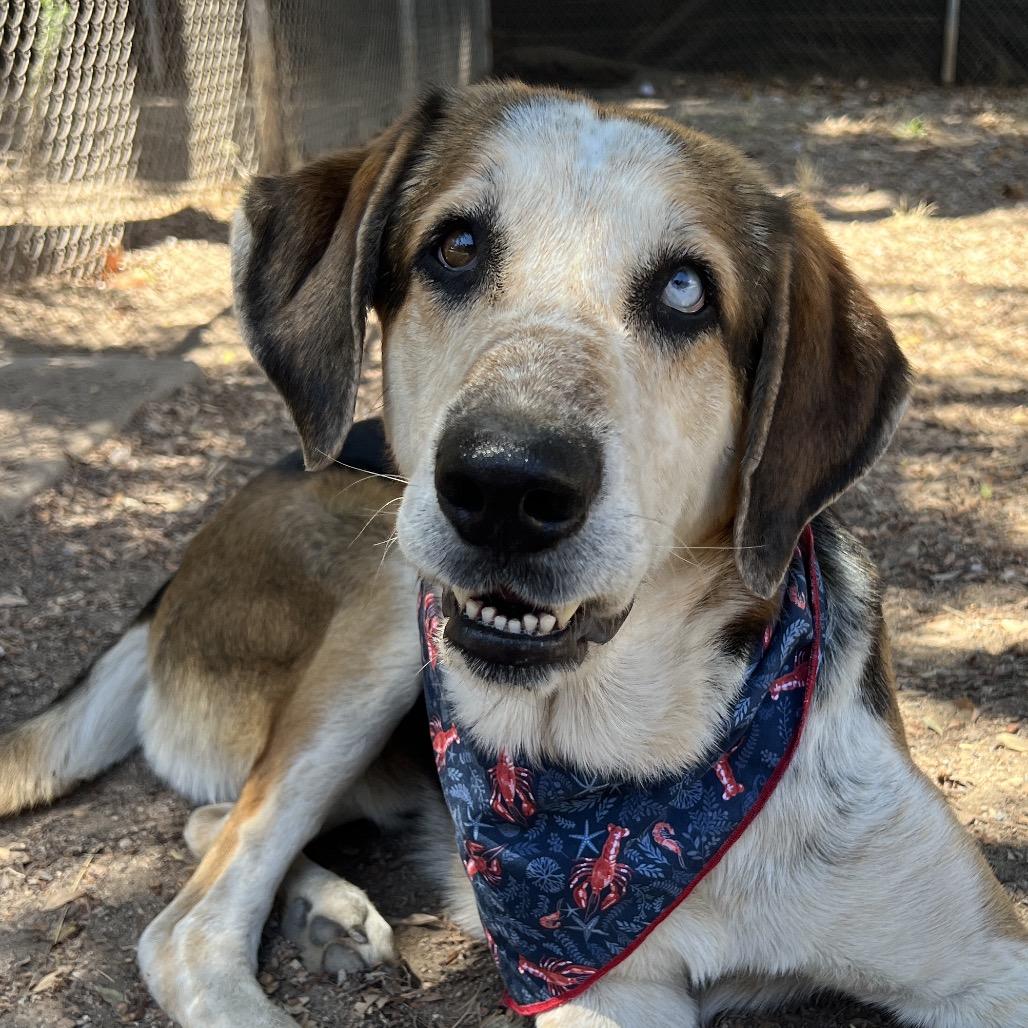 Enlarge Rowdy, a Adoptable mixed breed in Santa Barbara, CA image 3/6