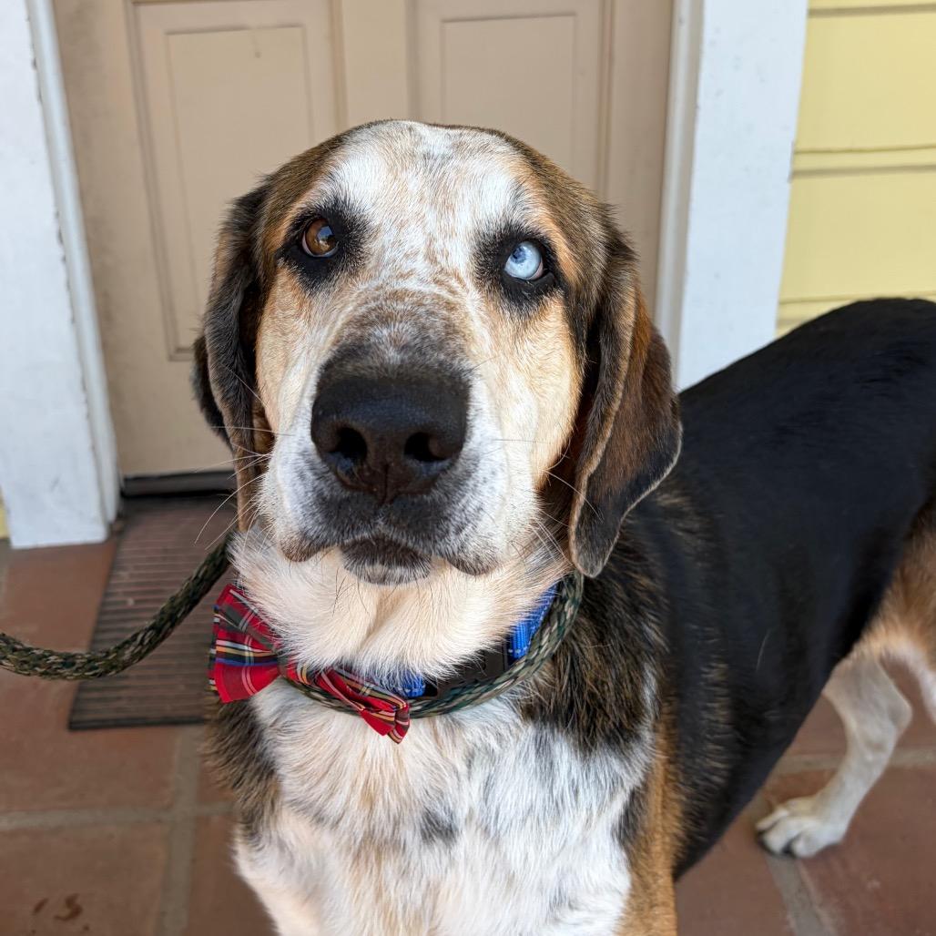 Enlarge Rowdy, a Adoptable mixed breed in Santa Barbara, CA image 4/6