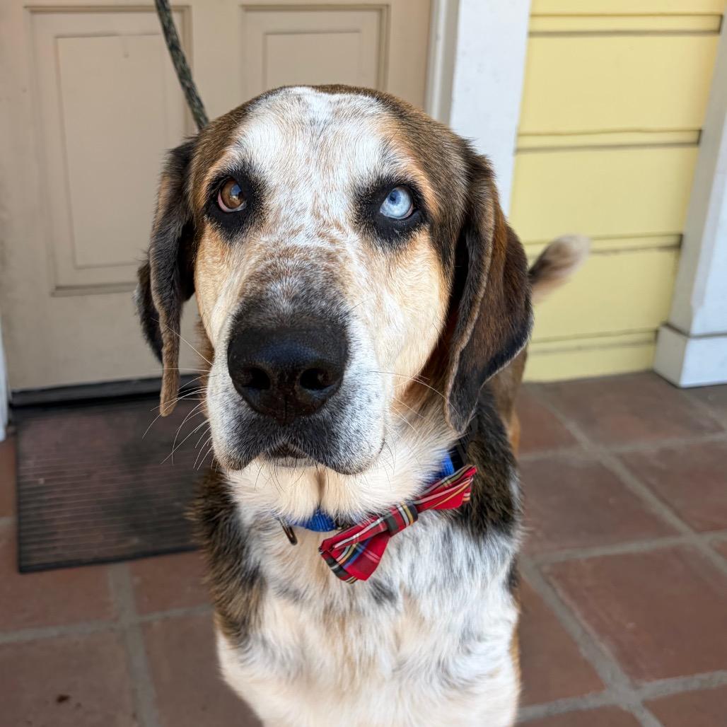 Enlarge Rowdy, a Adoptable mixed breed in Santa Barbara, CA image 5/6