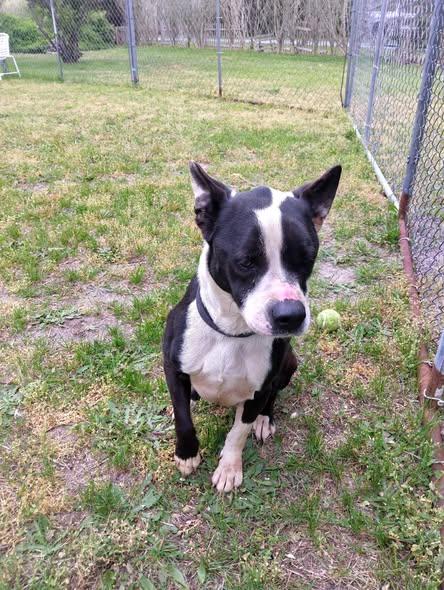 Enlarge Katie-50% Discount-Professional Training in Progress, a Adoptable Mixed Breed in Egg Harbor City, NJ image 2/2