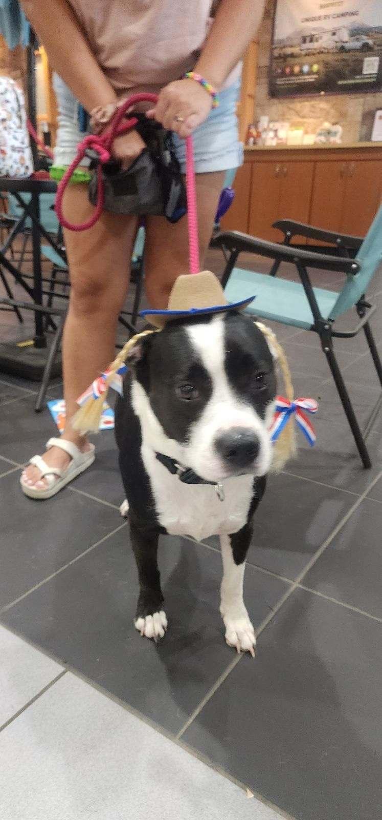 Katieprofessional Trained At Board, Adoptable, Adult Female Mixed Breed.