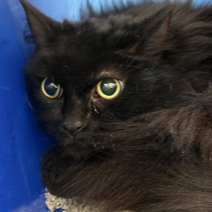 Enlarge Ham, a Adoptable mixed breed image 2/2