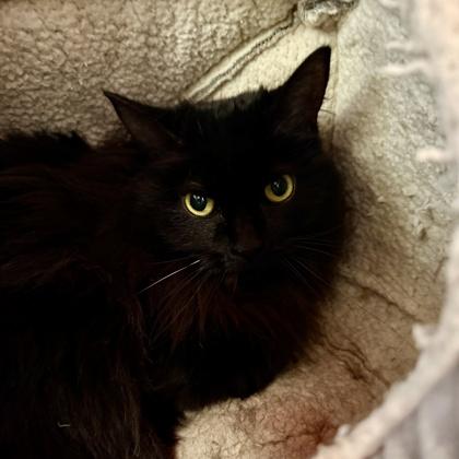 Enlarge Ham, a Adoptable mixed breed image 1/2