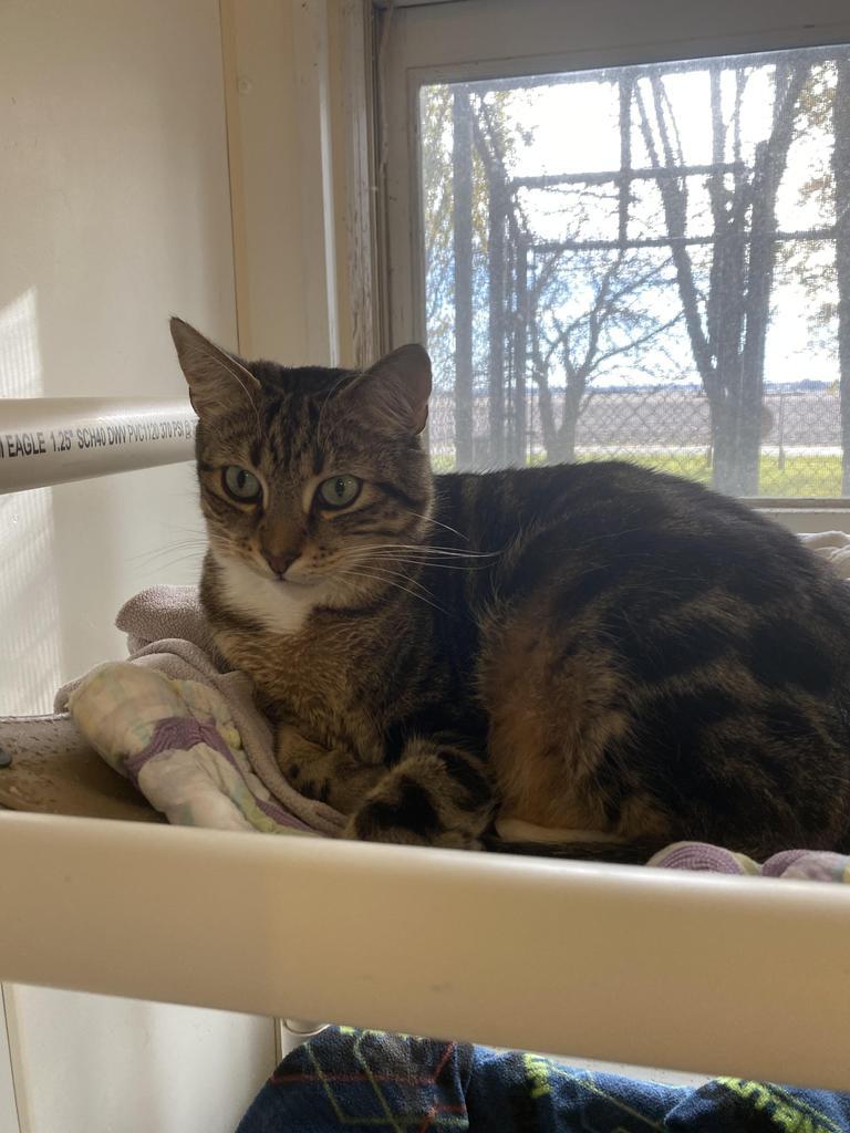 Branch, Adoptable, Senior Male Domestic Medium Hair.