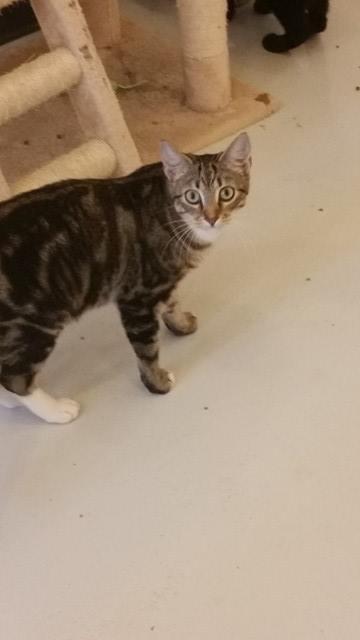 Enlarge Branch, a Adoptable mixed breed in Bourbonnais, IL image 2/4