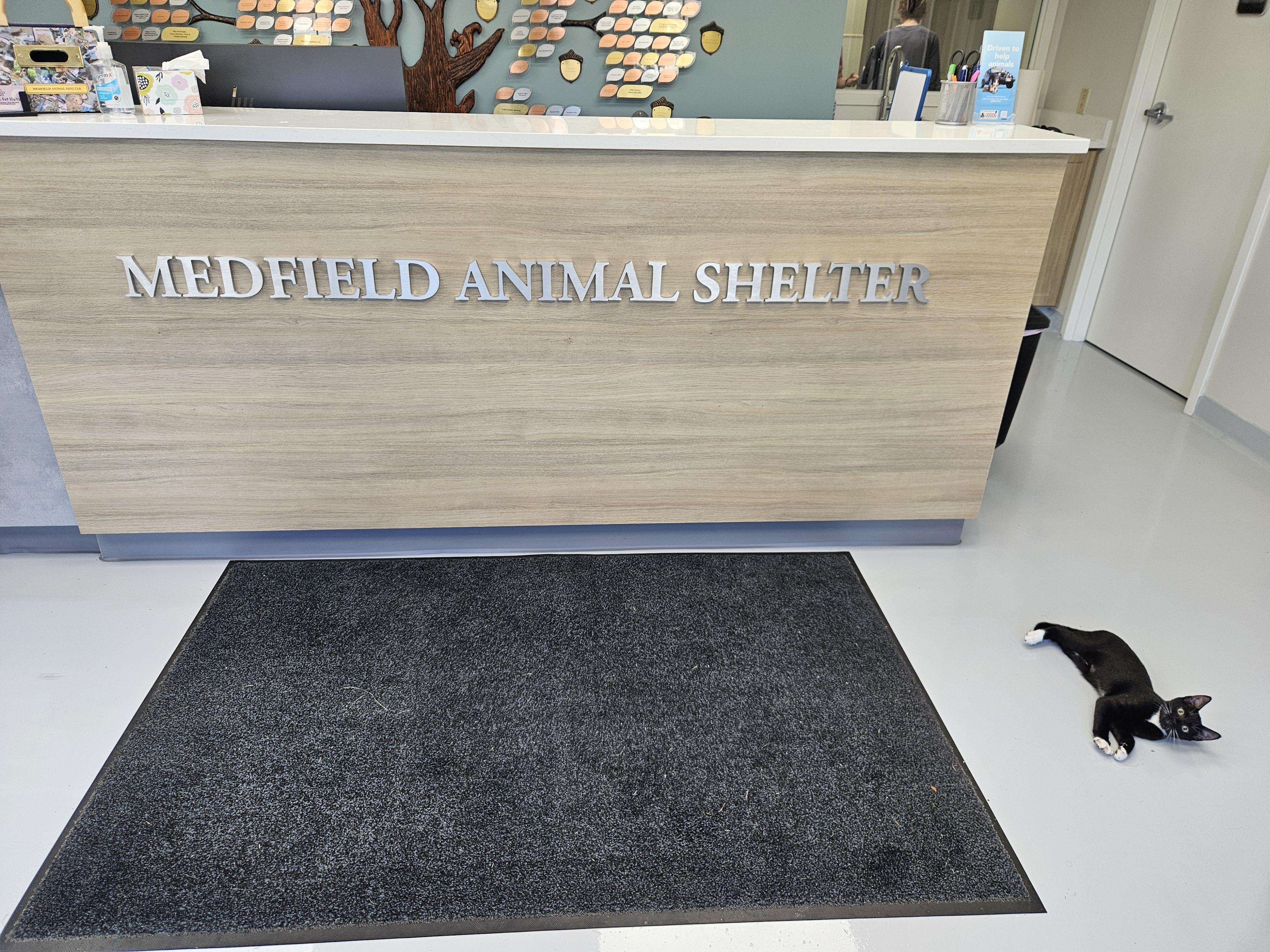 Enlarge Brandon, a Adopted Domestic Short Hair in Medfield, MA image 3/3