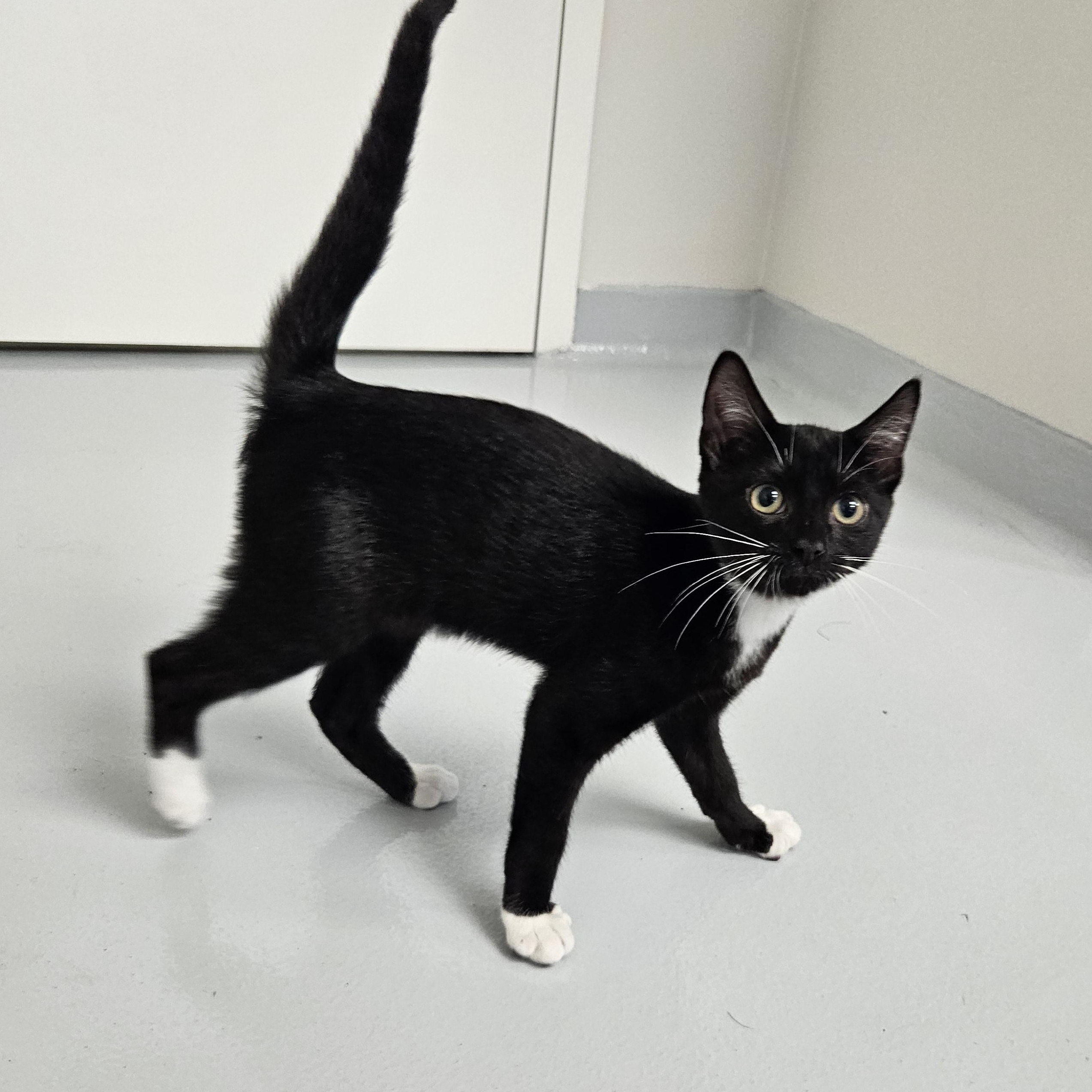 Brandon, Adopted, Kitten Male Domestic Short Hair.