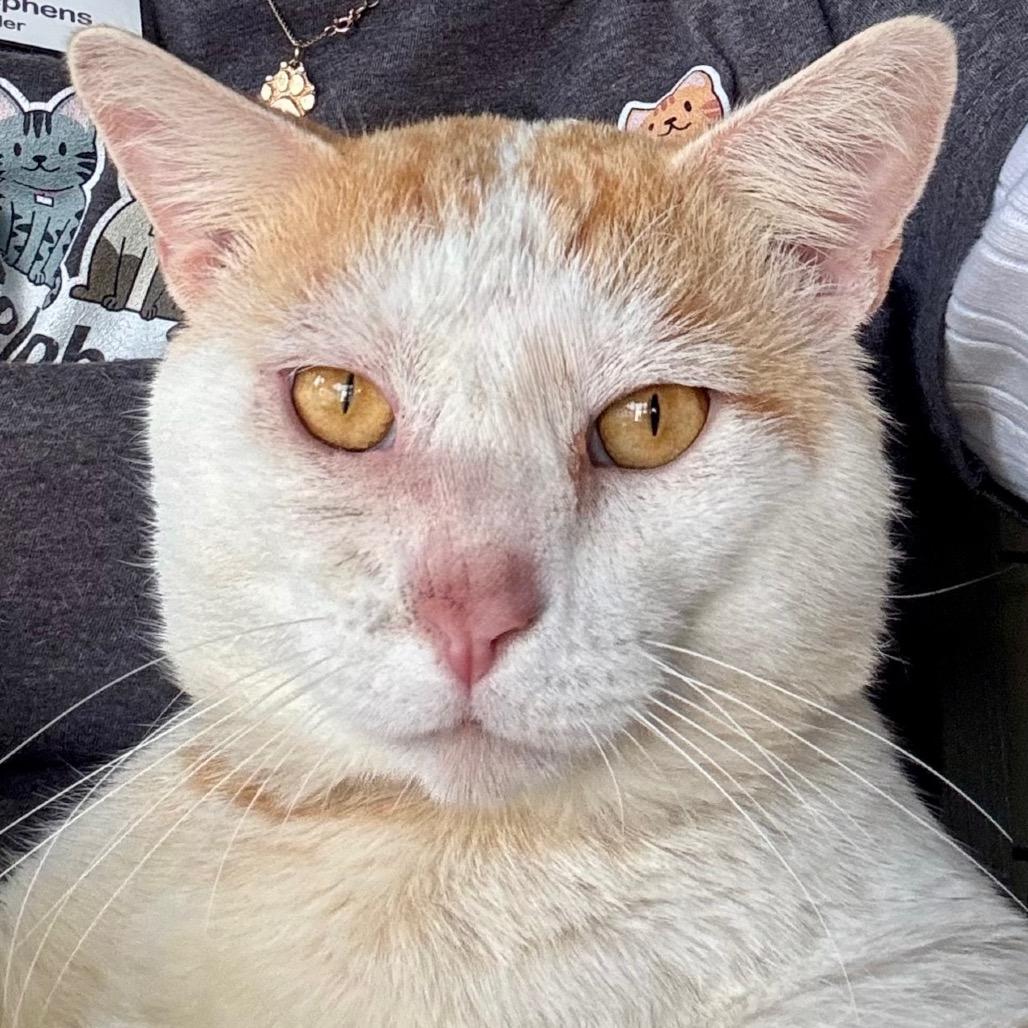 Bronson — thumbnail 2