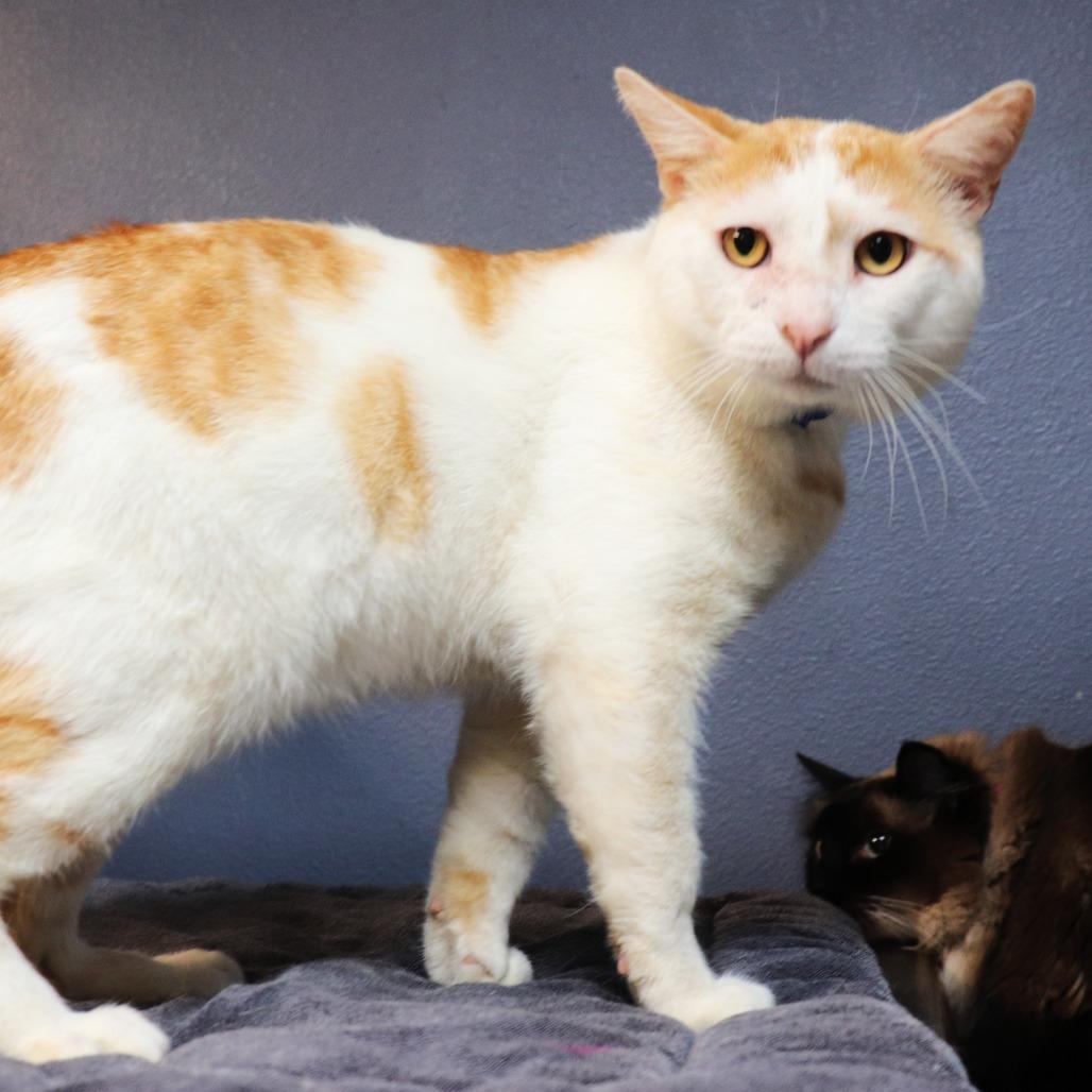 Bronson — thumbnail 3