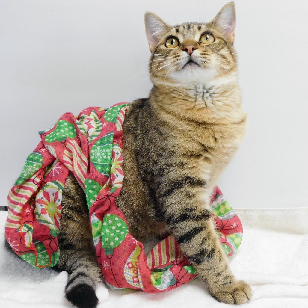 Madyson, Adoptable, Young Female Domestic Short Hair.