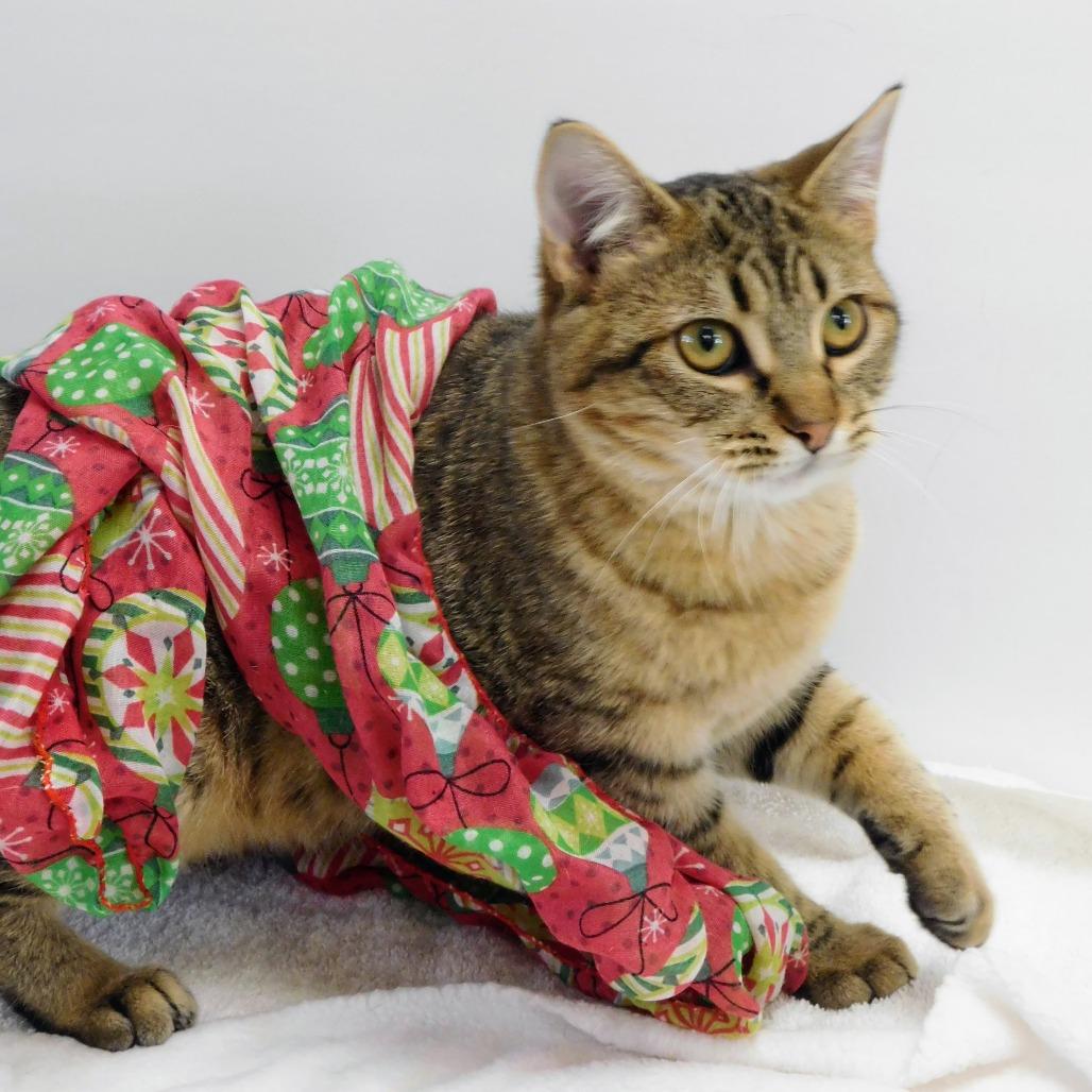 Enlarge Madyson, a Adoptable Domestic Short Hair in Peoria, IL image 4/6