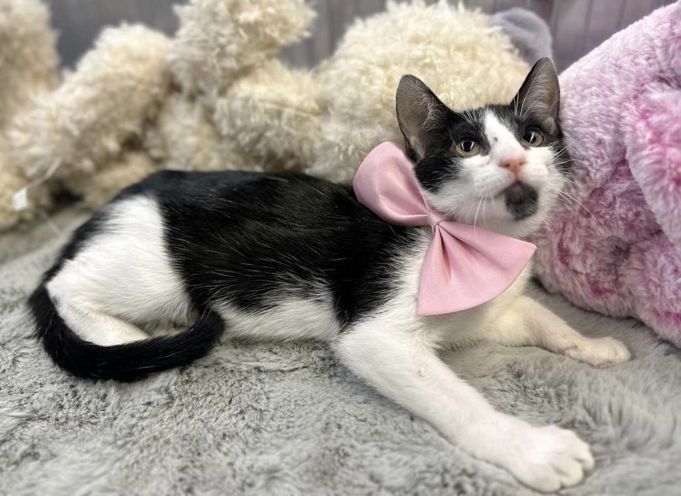 Nine, Baby Female Domestic Short Hair