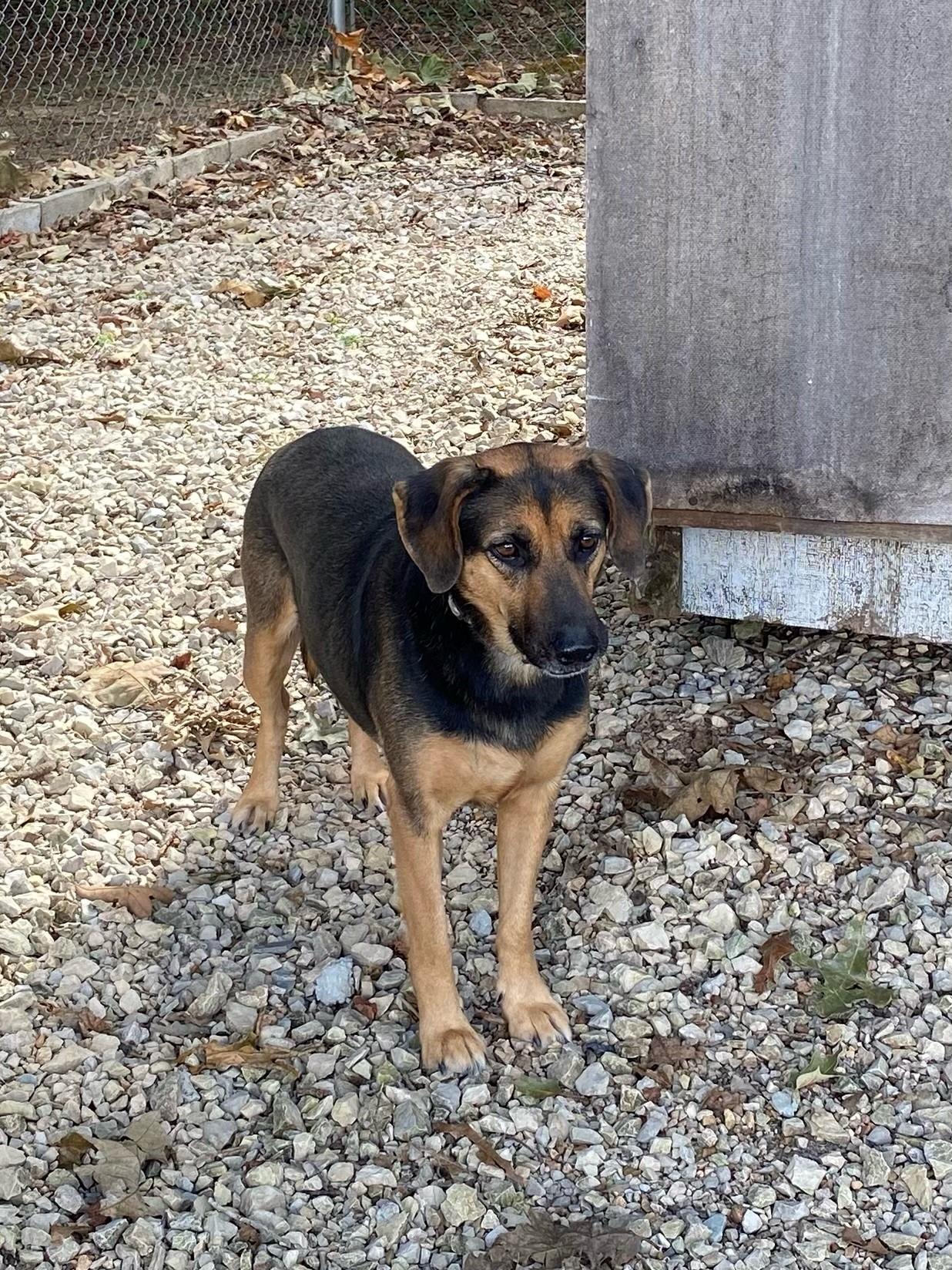 Sissy, Adoptable, Adult Female Shepherd.