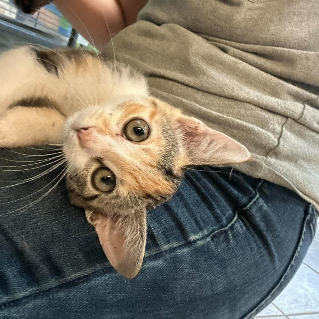 Sally Skellington, Adoptable, Kitten Female Domestic Short Hair & Domestic Short Hair.