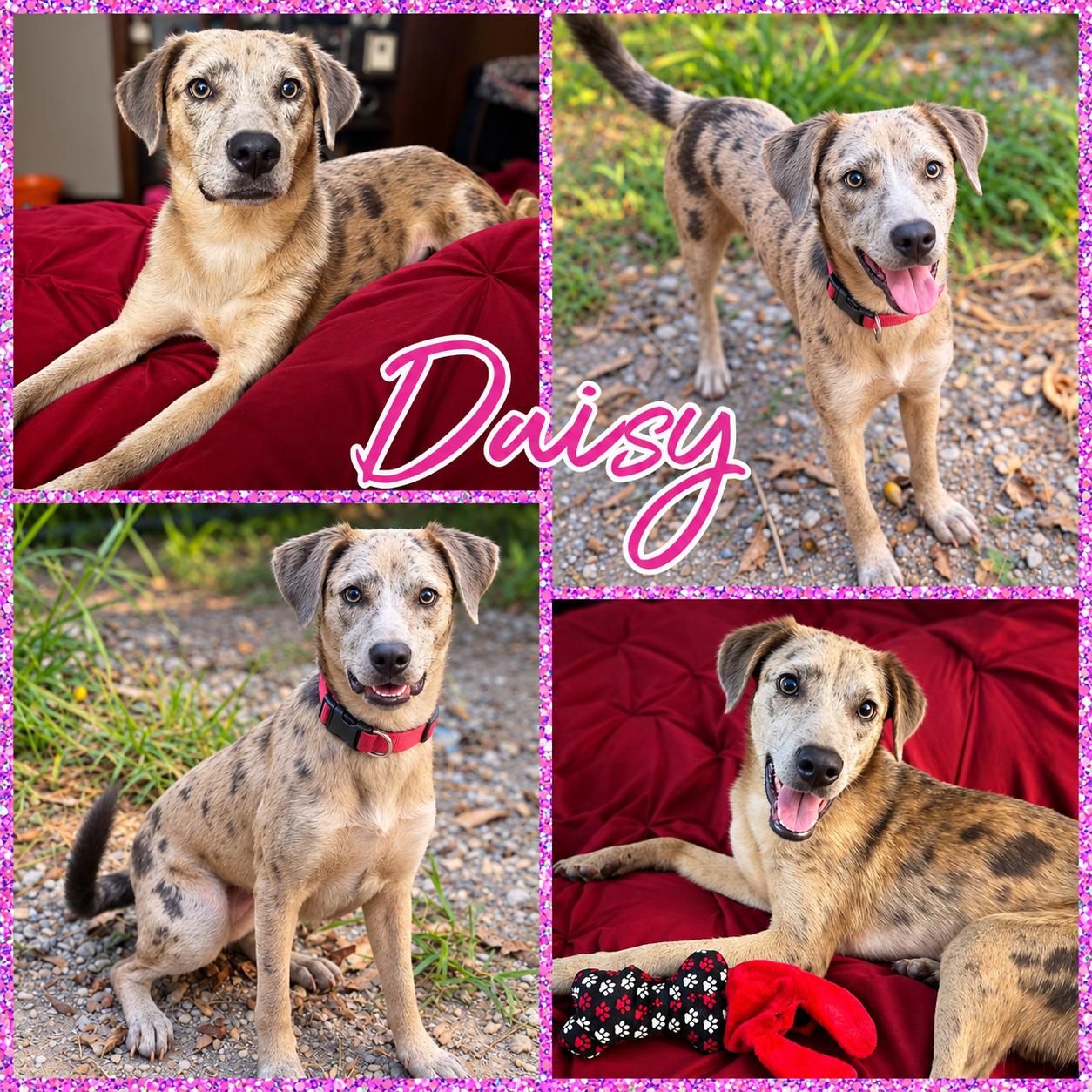 Enlarge Daisy, a Adoptable mixed breed in Blacksburg, SC image 1/1