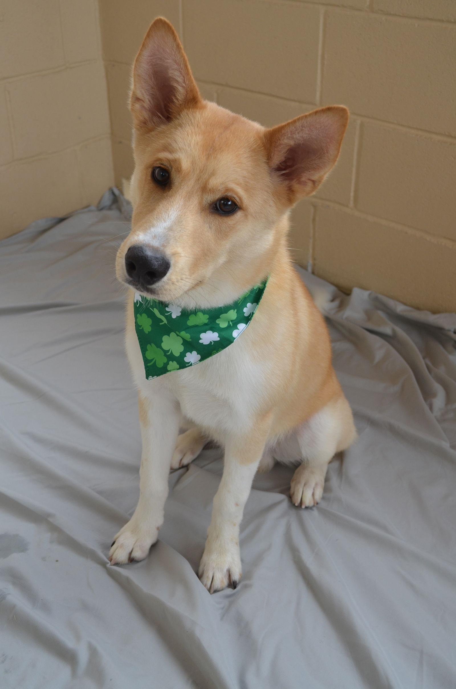 Cillian, Adopted, Puppy Male Australian Kelpie & Shiba Inu.