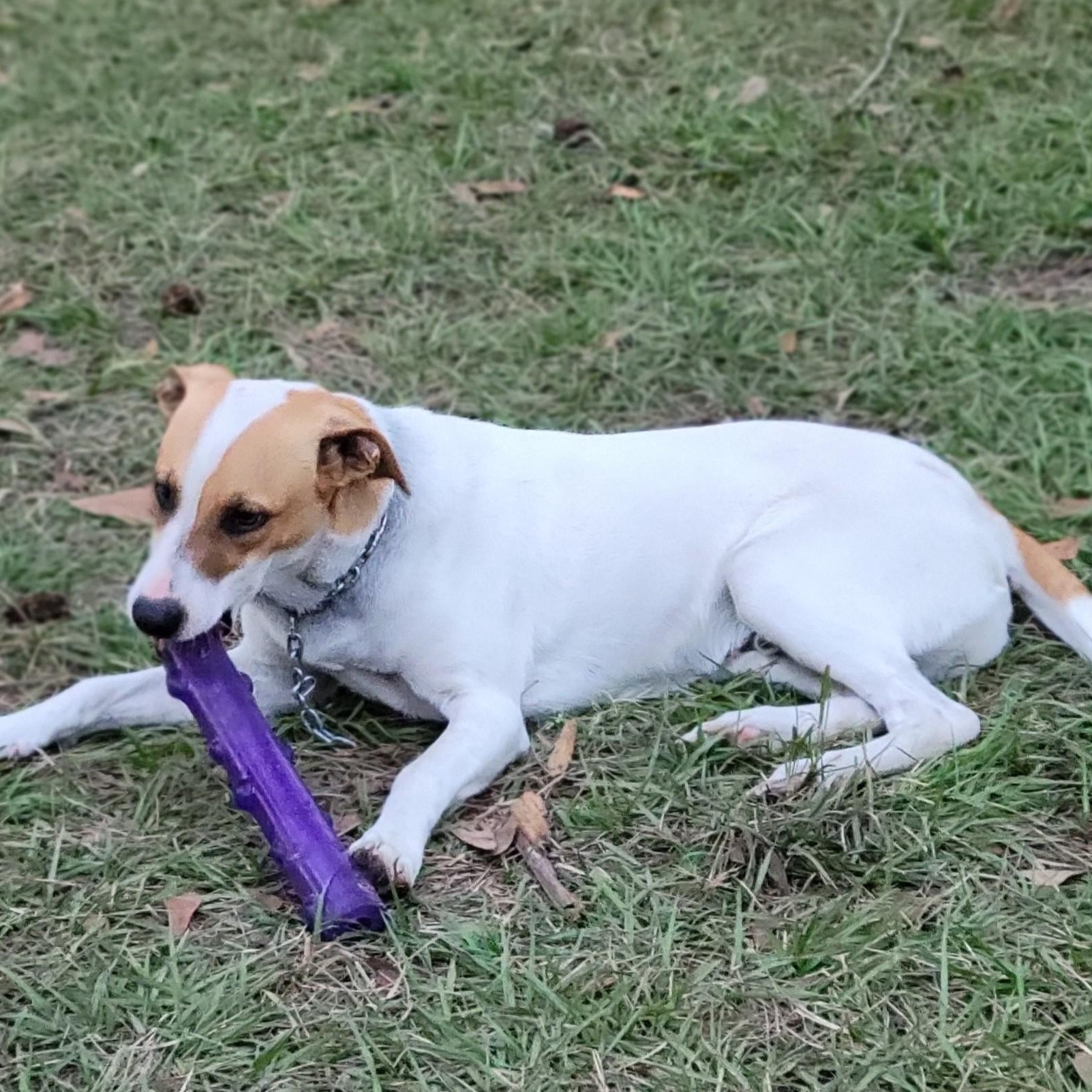 Jack, a Adoptable mixed breed in Jay, NY image 1/5