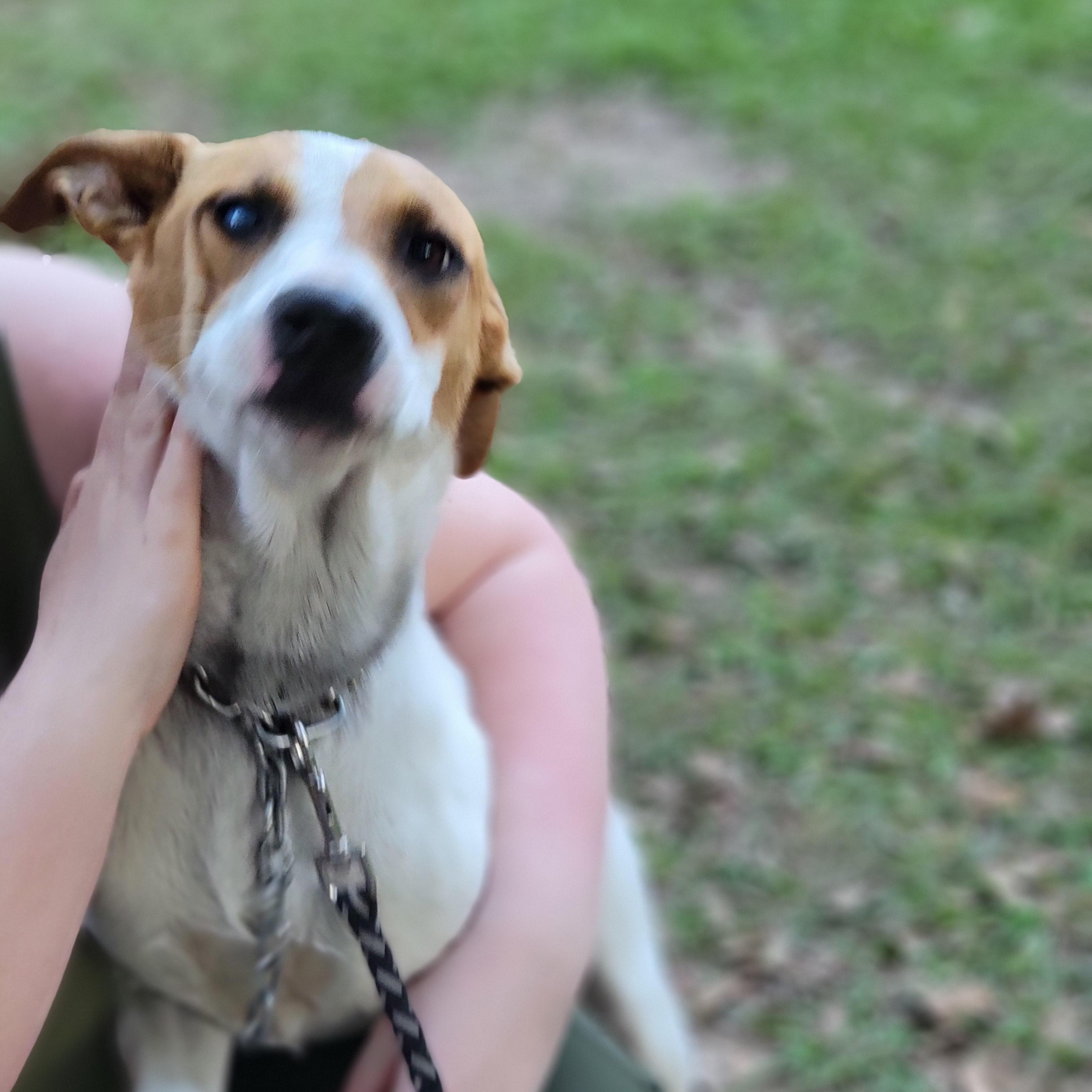 Jack, a Adoptable mixed breed in Jay, NY image 2/5