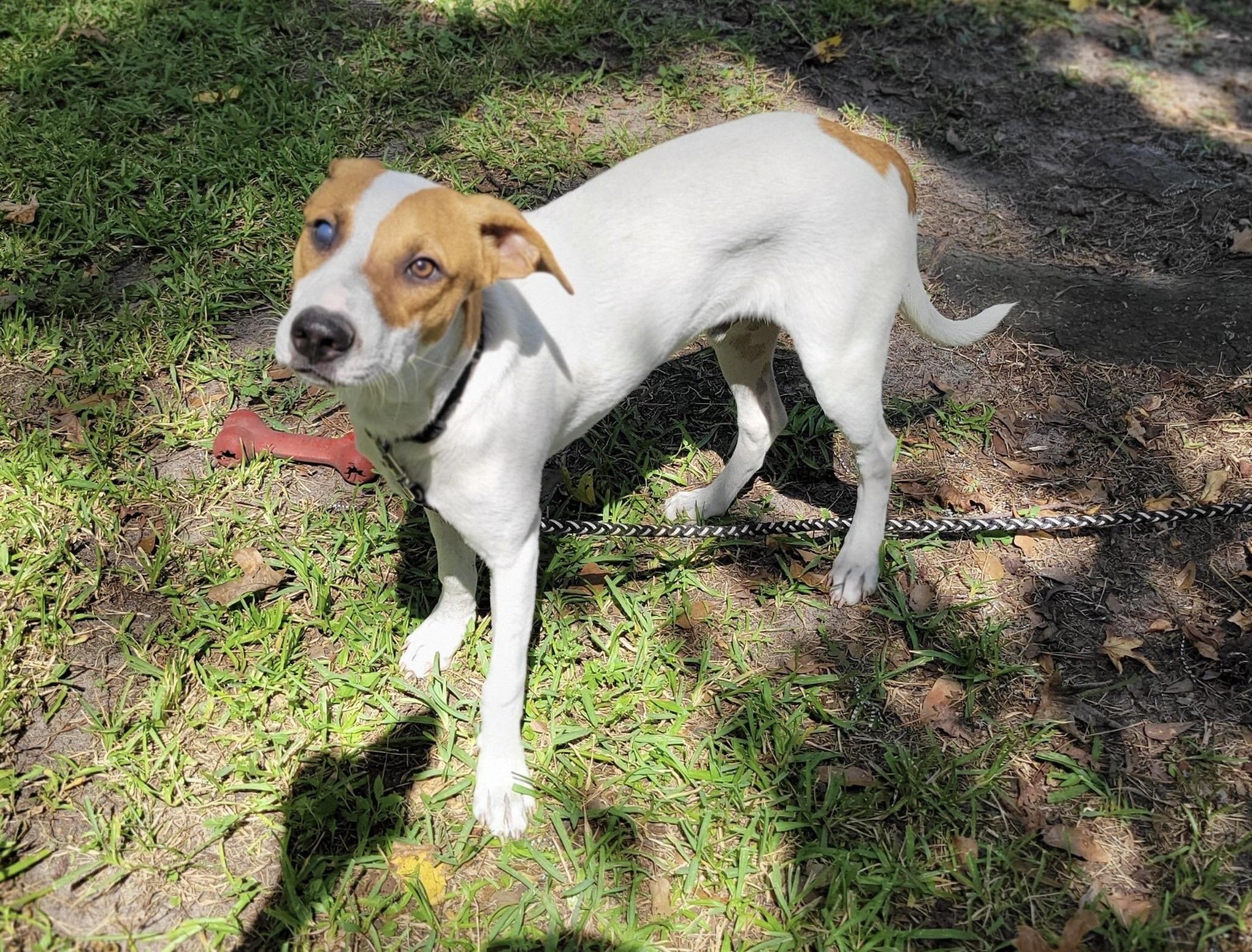 Jack, Adoptable, Puppy Male Jack Russell Terrier.