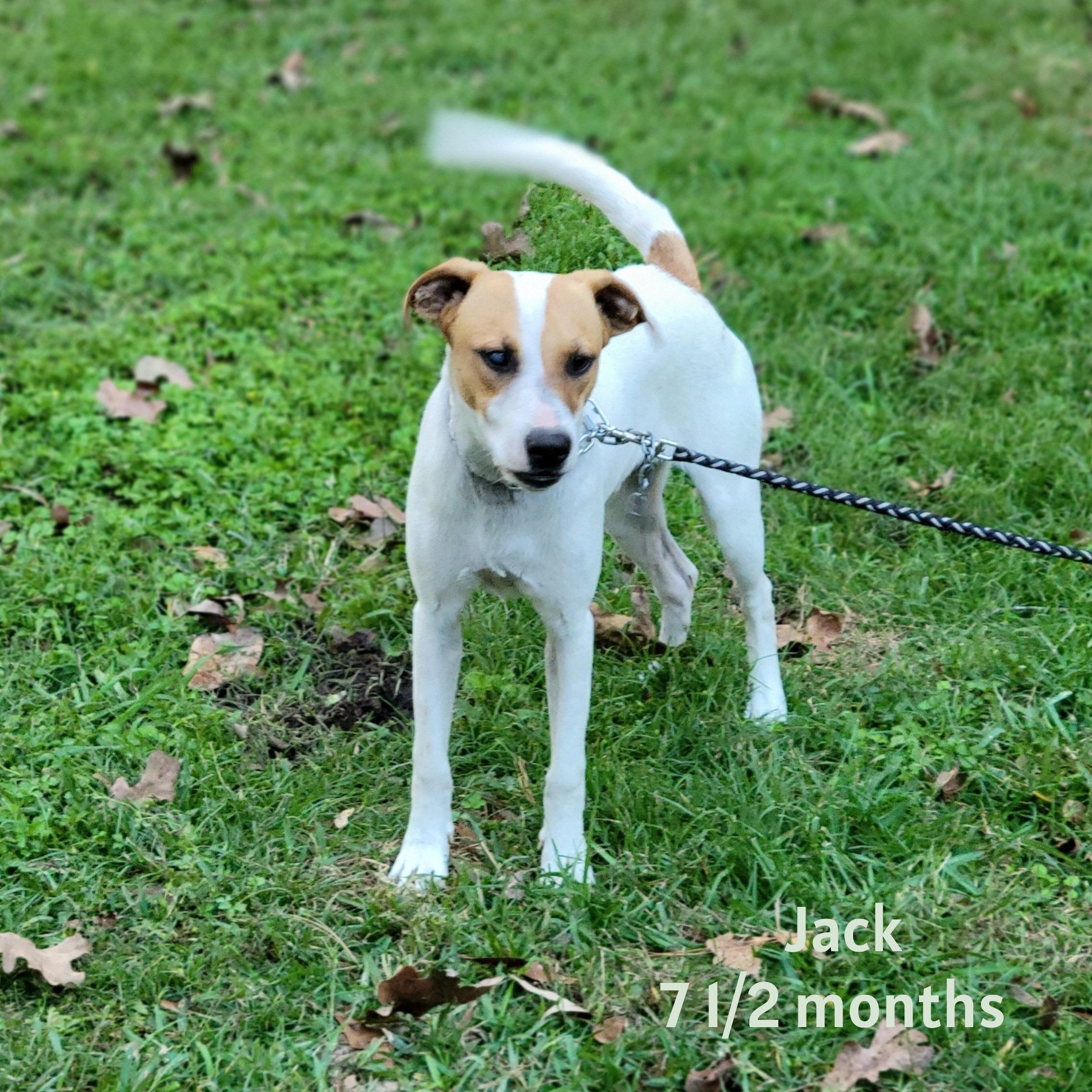 Jack, a Adoptable mixed breed in Jay, NY image 5/5
