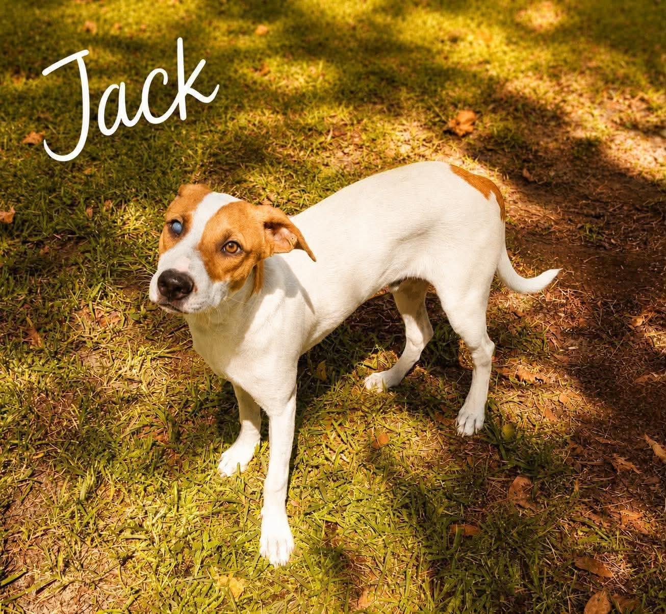 Jack, Adoptable, Puppy Male Jack Russell Terrier.